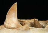 Mosasaur (Eremiasaurus) Jaw Section On Stand #11507-6